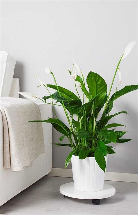 Plantas con flor de interior. Plantas de interior con flores.