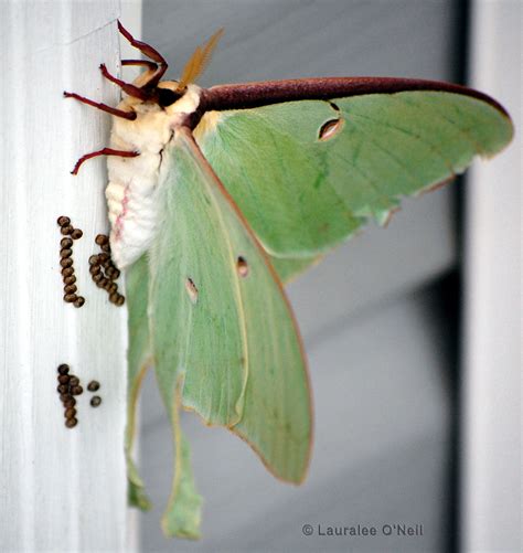 Luna Moth Actias Luna Linnaeus 1758 Butterflies And Moths Of North