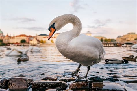 Premium Photo | Swan walking on pond shore