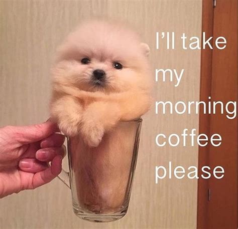 14 Funny Pomeranian Memes That Will Make You Smile Pomeranian Puppy