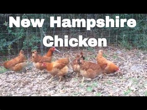 New Hampshire chicken hatcheries and breeders — The Featherbrain