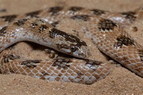 Awl headed Snake Lytorhynchus diadema נחש חולות Central Flickr