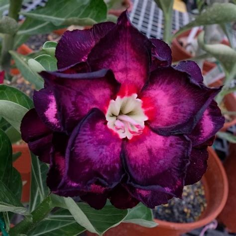 Amazon CHUXAY GARDEN Purple Black Adenium Obesum Seed Desert