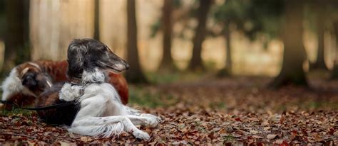 Borzoi: Breed Facts and Temperament | Pet Side