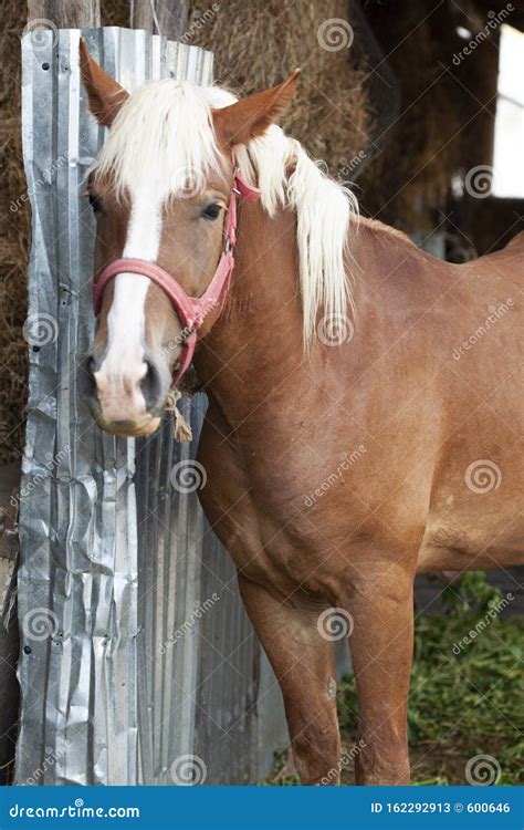 Cavalo Castanho Pastoso Num Campo Verde Um Cavalo Marrom Amarrado Num