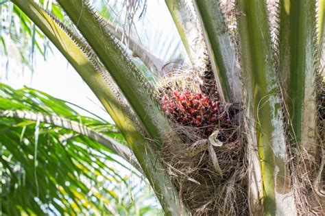 Premium Photo | Palm oil plantation,