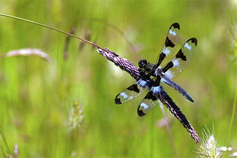 Black And Blue Dragonfly by Randall Ingalls