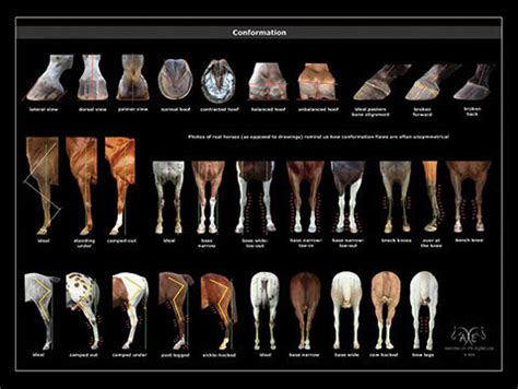 Equine Anatomy Posters – Anatomy of the Equine