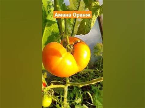 Томат сорт Амана Оранж от Партнера. Красивый, яркий, вкусный) - YouTube