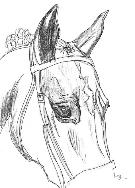 Horse Head sketch Drawing by Kirsten Slaney - Pixels