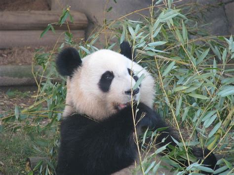 Mei Lan Zoo Atlanta Patty926 Flickr