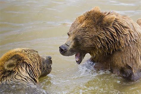 Bears Fighting Fighting Selective Focus Beautiful Photo Background And Picture For Free Download ...