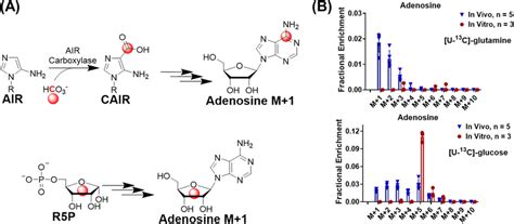 Co Contributes To Adenosine Biosynthesis A Schematic Of Adenosine