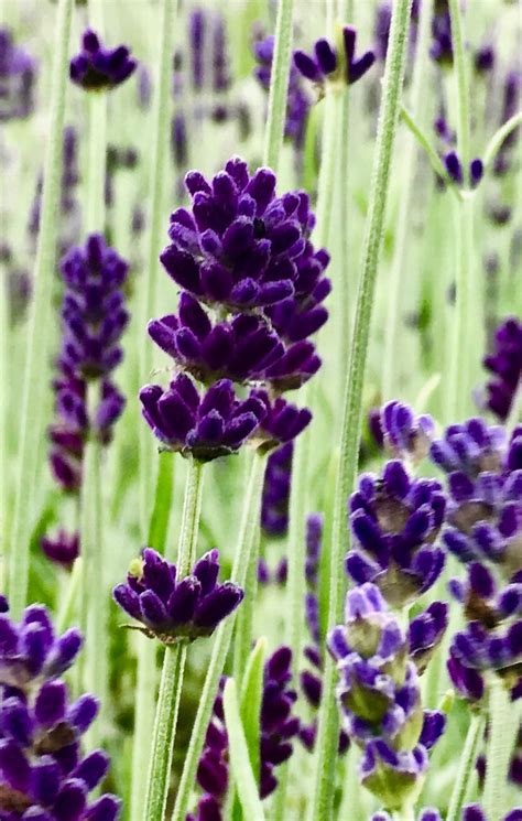 Shropshire Lavendar Valerie C Bayley Flickr