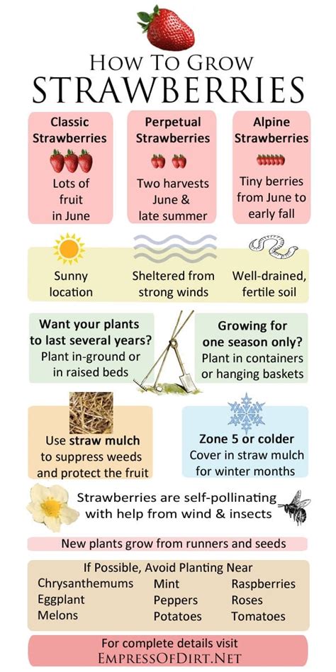 How To Grow Strawberries Basic Tips That Really Work