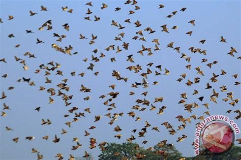 Hama Burung Pipit Serang Tanaman Padi ANTARA News