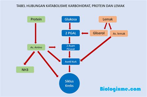 Hubungan Katabolisme Karbohidrat Protein Dan Lemak Biologixme