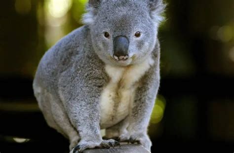 El gobierno australiano mató a cientos de koalas en secreto por