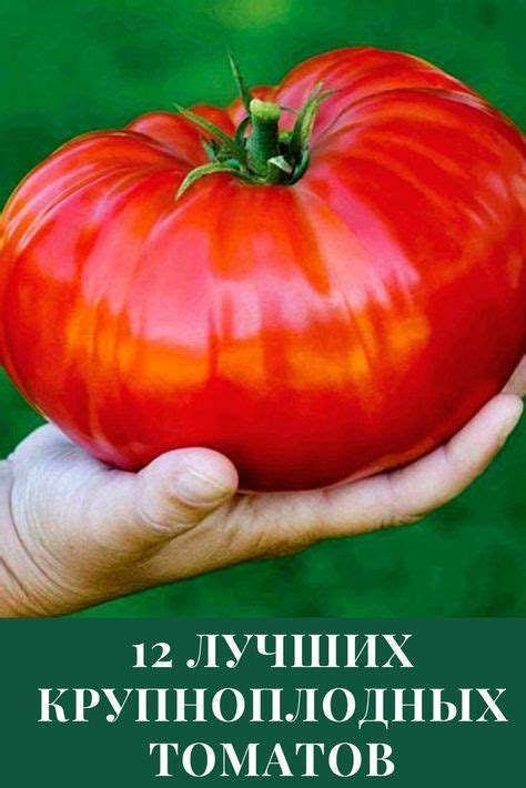 Крупные сорта помидоров – сладкие, лучшие🍅, топ-12, для открытого ...