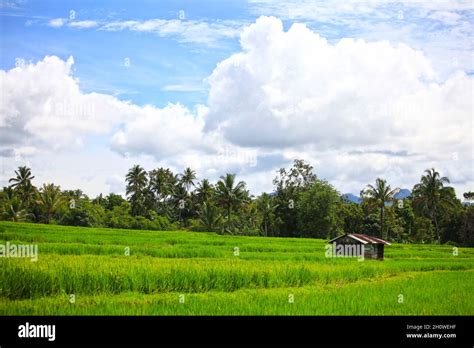 Rice Paddy Fields In Padang Panjang With Mountains In The Background In