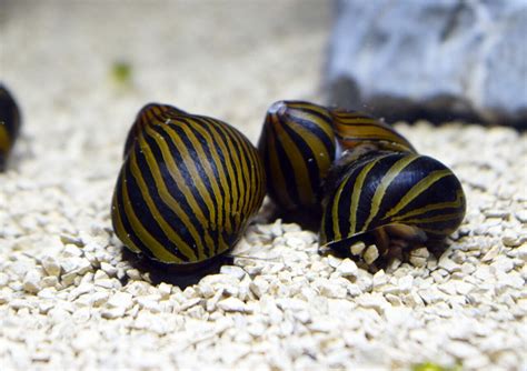 Ultimate Nerite Snails Care Guide Lifespan Algae Eating Eggs