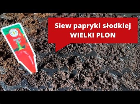 Jak i kiedy siać paprykę słodką DUŻY PLON YouTube