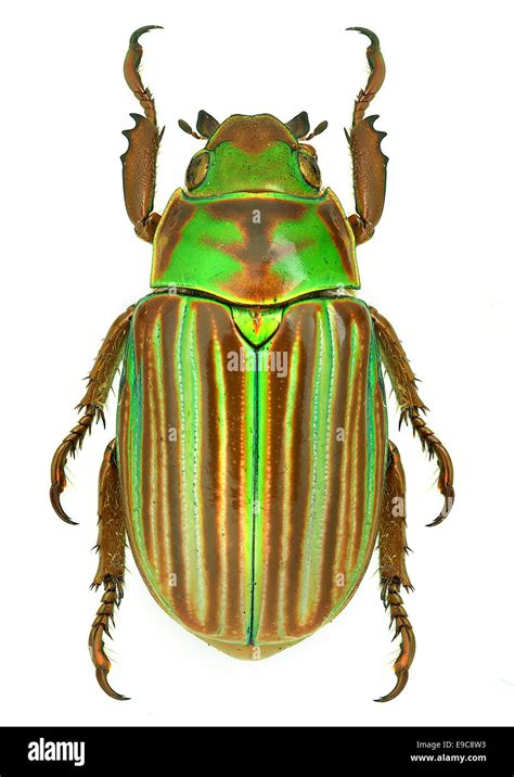 Jewel scarab beetle Chrysina adelaida from Mexico Stock Photo - Alamy