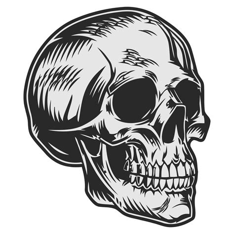 Black And White Human Skull 42163861 Vector Art At Vecteezy