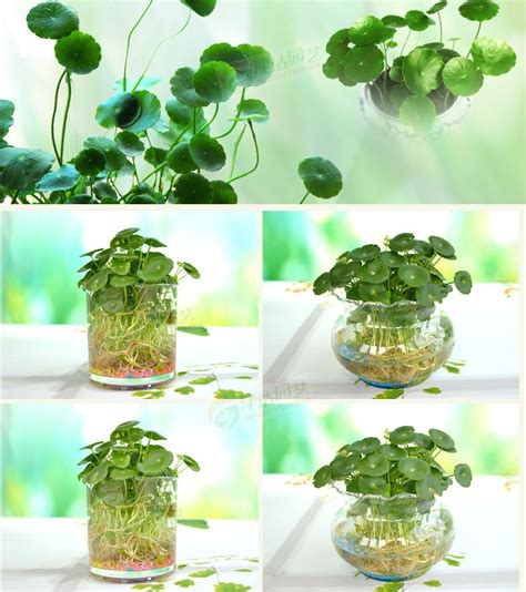 2018 Hydroponics Flower Aquarium Plants Penny Grass Seeds Best Indoor Bonsai Plant Hydrocotyle