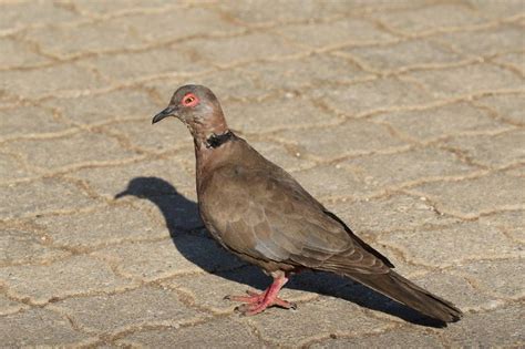 African Mourning Dove Resize Birdlife Ethekwini Kzn