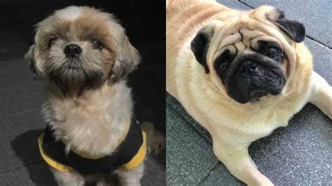 Filhote De Pug Com Shih Tzu - Resultado de cruzamento entre shih-tzu e pug impressiona web; assista