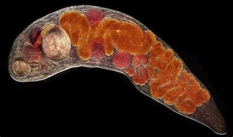 Trematode - Phylum Digestive System