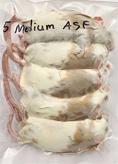 Frozen Asfs African Soft Fur Rats