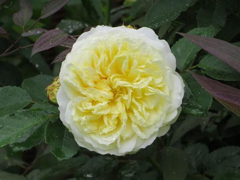 Cagouille s Garden Taille des rosiers non grimpants spécial débutant