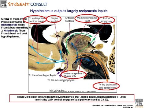 Drives and emotions the hypothalamus and limbic system