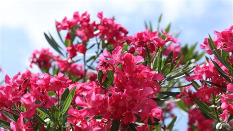 Oleanders Growing Guide Tips For These Flowering Shrubs Gardeningetc