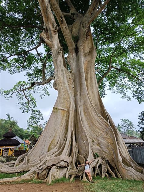 Kayu Putih The Year Old Tree In Bali The Perpetual Saturday