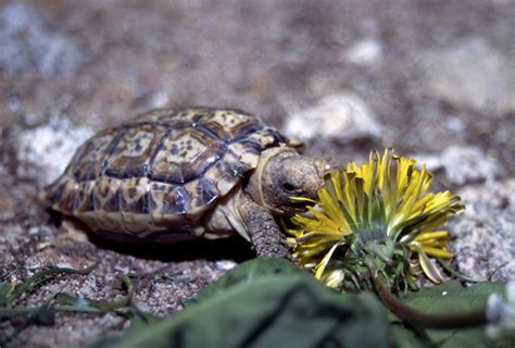 Speckled Padloper Tortoise