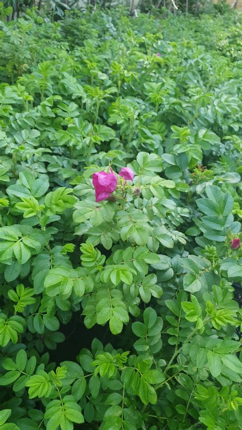 Купить саженцы Розы морщинистой (шиповника розового) 🌱цена от 290₽ из ...