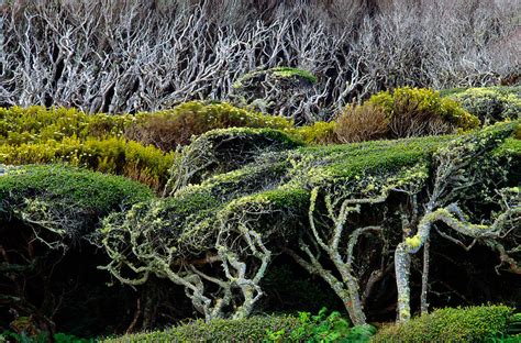 Windswept Trees, Enderby Island by Art Wolfe