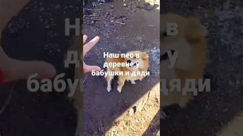 шарик пёсик наш - YouTube