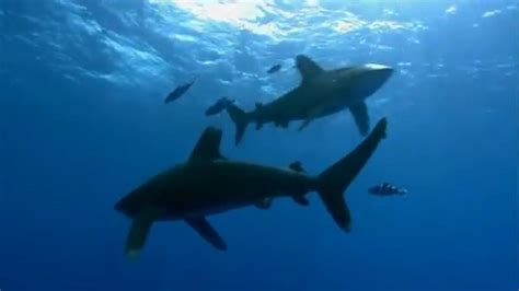 Oceanic Whitetip Shark Attack | Planet Earth | BBC Earth - YouTube