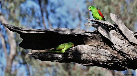 Red Winged Parrot Male And Female Checking Possible Nestin