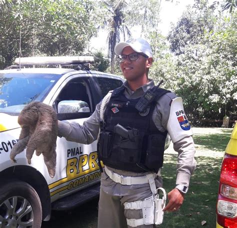 Bicho preguiça é capturado em rodovia do litoral norte Alagoas 24