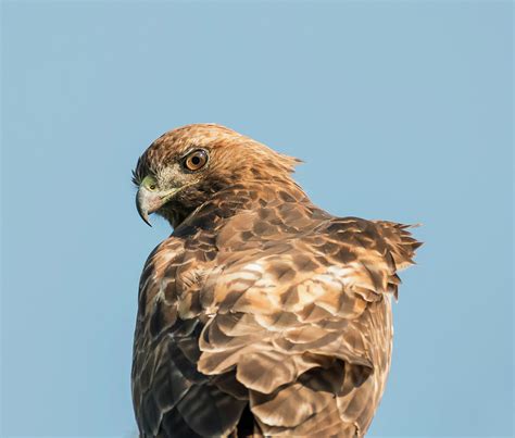 Hawk Eye Photograph By Loree Johnson Fine Art America