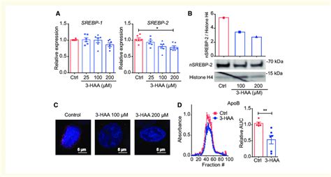 3 HAA Reduces SREBP 2 Expression And Activity In HepG2 Cells