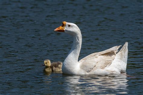 Mum And Her Precious Gosling This White Chinese Goose Mum Flickr