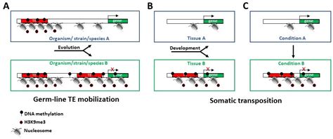 Ijms Free Full Text Roles Of Transposable Elements In The Different