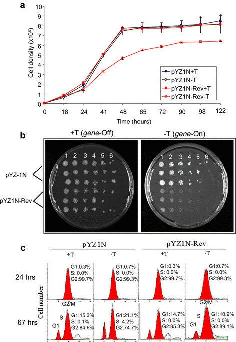 Effect Of Hiv 1 Rev Protein Production On Fission Yeast A Expression