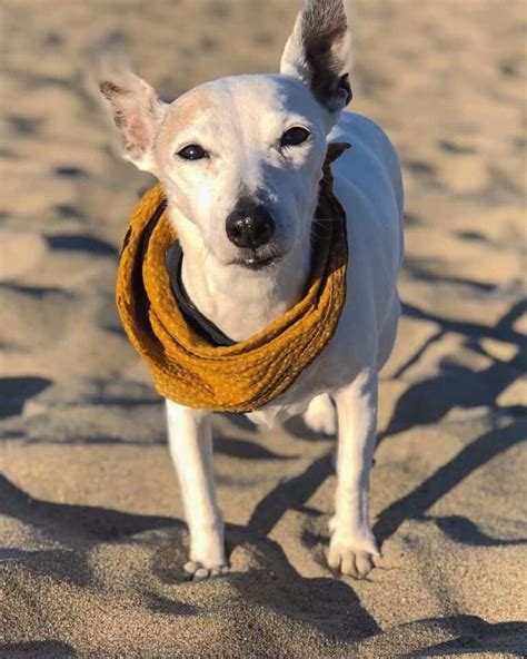 Greyhound Mixes 21 Unique Crossbreeds With Pictures